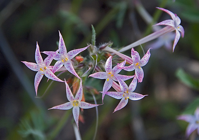 speckled sky rockets